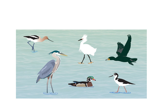 Shore bird illustration