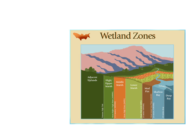 Wetland Zones illustration
